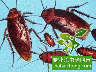 除蟑螂滅蟑螂的方法 如何消滅蟑螂,怎么樣滅除蟑螂