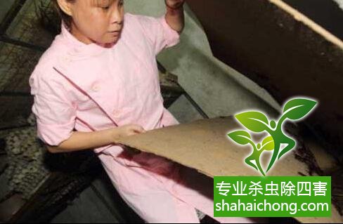 除蟑螂滅蟑螂的方法 如何消滅蟑螂,怎么樣滅除蟑螂