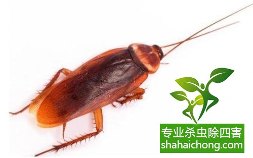 除蟑螂滅蟑螂的方法 如何消滅蟑螂,怎么樣滅除蟑螂