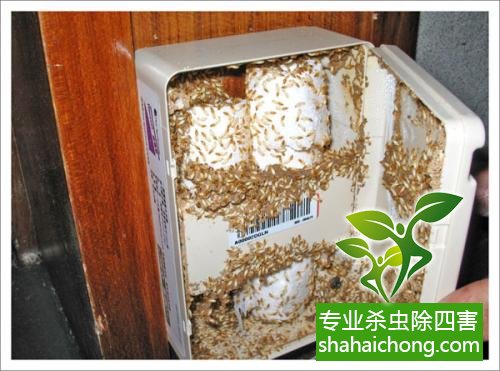 防治白蟻,白蟻防治方法 白蟻怎么治,怎么防治白蟻方法