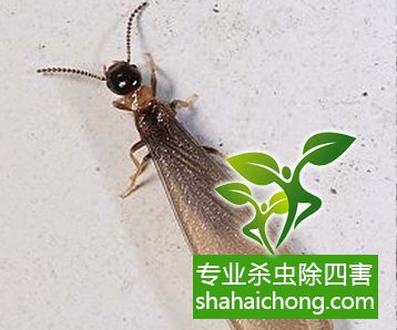 防治白蟻,白蟻防治方法 白蟻怎么治,怎么防治白蟻方法